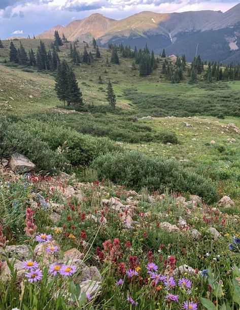 Colorado Aesthetic, Colorado Summer, Living In Colorado, Wildflower Garden, Pretty Landscapes, Geocaching, Garden Cottage, Bergamo, Nature Aesthetic