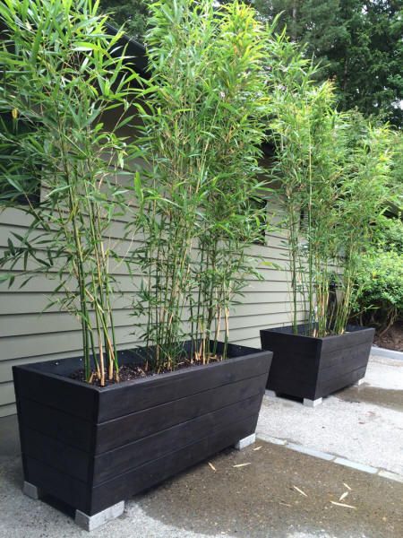 Barrier Installation | Bamboo Garden Large Black Planters Outdoor, Black Planter Boxes, Rectangular Planters Outdoor, Backyard Planter, Bamboo Planters, Stained Deck, Planters Boxes, Stained Cedar, Phyllostachys Nigra