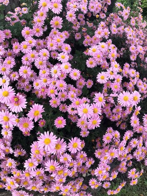 Home / Twitter Aster Flower Aesthetic, Wedding Card Frames, Aster Flower, Daisy Wallpaper, Plant Aesthetic, Flower Therapy, Beach Wallpaper, Beautiful Flower Arrangements, Beautiful Flowers Pictures