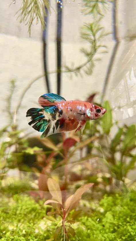 Community Betta Tank, Betta Fish Colors, Beta Sorority Fish Tank, Pretty Betta Fish, Betta Community Tank, Beta Fish Tank Ideas Aesthetic, Betta Fish Photography, Beta Aquarium, Colorful Fish Tank