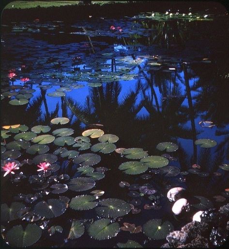 Adventure Game, The Pond, Nature Aesthetic, Water Lilies, Pretty Places, Aesthetic Photo, Pretty Pictures, Mother Nature, At Night