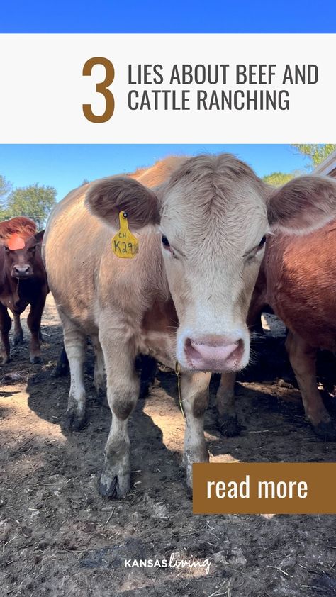 Ever question why ranchers do what they do at the ranch? 🤔 We debunk 3 common falsehoods about beef and cattle ranching in this post! Click to join us in this enlightening journey. 📝😉 Lean Diet, Rural Women, Carbon Sequestration, The Enneagram, Pennsylvania State University, Beef Cattle, Cattle Ranching, My Type, Daylight Savings Time