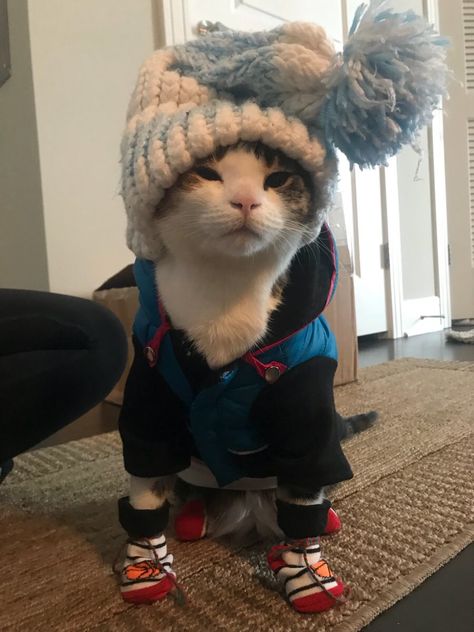 My cat enjoys the snow. We have to make sure shes warm! Cute Cats Dressed Up, Cat Winter Clothes, Winter Pics Aesthetic, Outfits For Cats, Cat In Clothes, Cats In Sweaters, Cat In The Snow, Cat In Snow, Goofy Animals