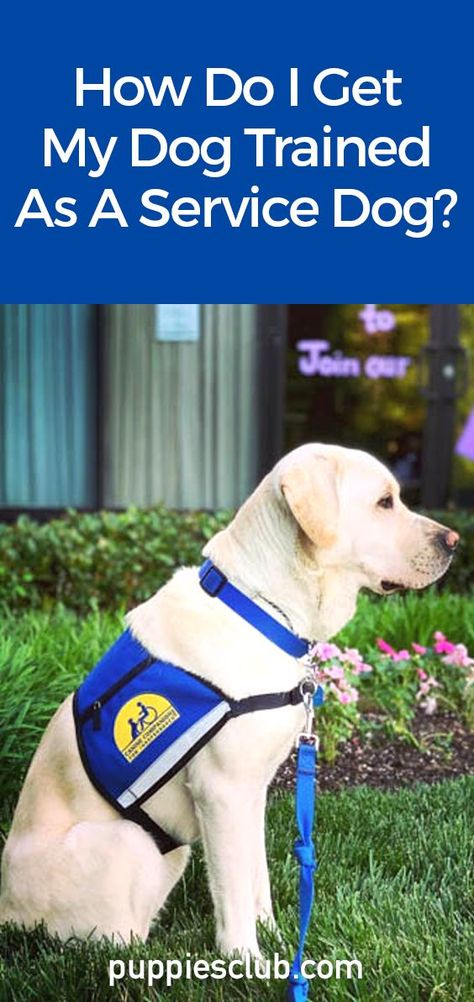 How Do I Get My Dog Trained As A Service Dog? Service Dogs Breeds, Dog Sleeping Positions, Service Dog Training, Basic Dog Training, Emotional Support Dog, Therapy Animals, Dog Facts, Cute Puppy Videos, Service Dog