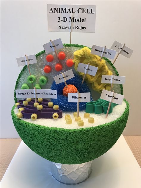 Cell Project Ideas, Plant Cells Project Ideas, Plant Science Fair Projects, 3d Animal Cell Project, 3d Cell Project, Animal Cell Model Project, 7th Grade Science Projects, Edible Cell Project, 3d Animal Cell