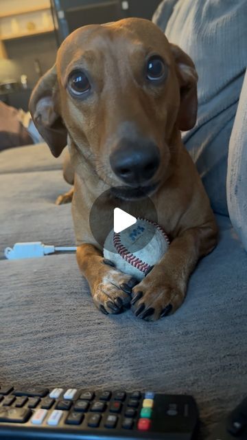 Weenie Dogs Funny, Dachshund Funny Video, Dachshund Puppy Funny, Doxie Puppies, Dog Lover Quotes, Cute Dogs Images, Cutest Dog Ever, Good Manners, Funny Dachshund