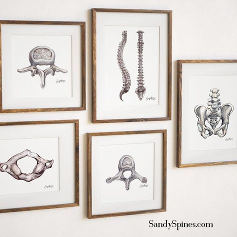 Anatomy Office Decor, Pt Office Decor, Medical Home Office, Aesthetic Chiropractor Office, Physiotherapy Office Design, Athletic Training Room Decorations, Chiropractic Wall Art, Physical Therapy Wall Art, Doctors Office Aesthetic