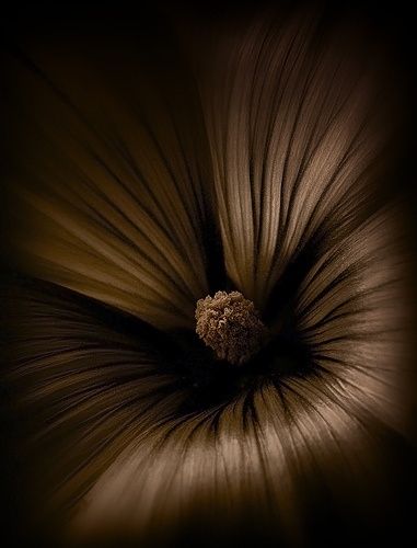 brown flower Brown Eyed Girls, Brown Shades, Chocolate Color, Brown Aesthetic, White Photo, Color Therapy, Brown Beige, Earth Tones, A Flower