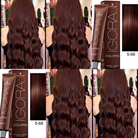 5.68 Hair Color, Dark Light Brown Hair, Goldwell Color Chart, Igora Hair Color, Cinnamon Brown Hair, Tortoiseshell Hair, Schwarzkopf Hair Color, Chocolate Brown Hair Color, Brown Hair Looks