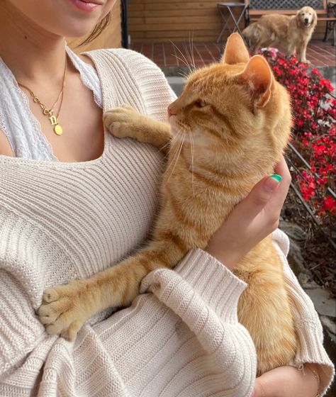 Cats And Owners Aesthetic, Tabby Orange Cat, Cat Pet Aesthetic, Orange Tabby Aesthetic, Cat Mum Aesthetic, Orange Tabby Cats Aesthetic, Ariacore Aesthetic, Cat Orange Aesthetic, Tabby Cats Aesthetic