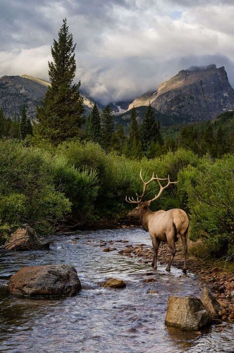 Regnul Animal, Ao Nang, Mule Deer, Landscape Designs, Rocky Mountain National, Rocky Mountain National Park, Pattaya, Animal Tattoos, Chiang Mai