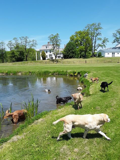 Backyard Animal Sanctuary, Dogs In Backyard, Dog In Backyard, Dog Farm Ideas, Dogs In Garden, Pet Shelter Aesthetic, Dog Shelter Design, Animal Sanctuary Design, Dog Sanctuary Ideas