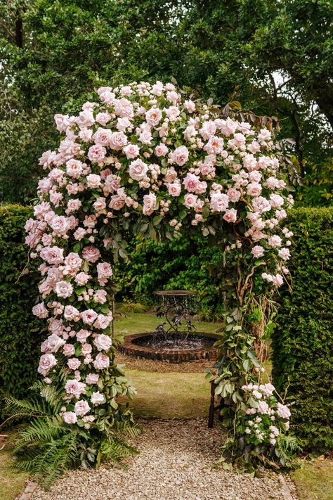 Wedding Rose Arch, Garden Rose Arch, Rose Garden Arch, Vine Yard Wedding, Garden Flower Arch, Vines In Garden, Climbing Roses Arch, Secret Rose Garden, Flower Garden Arch