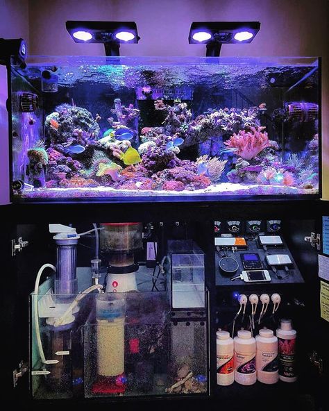 Fish Only Saltwater Aquarium, Marine Aquarium Aquascaping, Coral Tank Aquarium, Marine Fish Tank Ideas, Saltwater Aquarium Ideas, Salt Water Fish Tank, Saltwater Tank Setup, Saltwater Fish Tank, Salt Water Aquarium