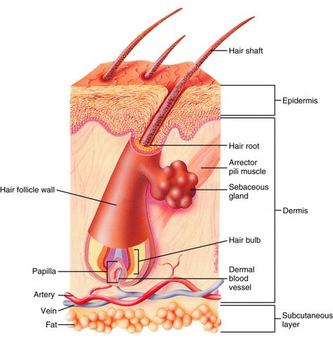 A hair or pilus is a slender filament of keratinized cells. It has three divisions: the bulb-where the hair originates in the dermis or hypodermis, the root-the remainder of the hair within the skin, and the shaft-the portion of the hair extending above the skin (superficial). The vascular papilla found in the base of the bulb fuels the mitosis of the keratinized cells. The hair also has neuronal receptors sensing movement of the hair. The piloerector muscle cause the hair to stand up. Ingrown Hair Armpit, Electrolysis Hair Removal, Hair Science, Hair Removal Diy, Skin Moles, Permanent Hair Removal, Coconut Oil For Skin, Beauty Therapy, Hair Removal Permanent