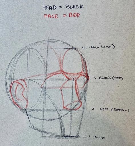 Head Studies Art Reference, Side Profile Guidelines, Head Structure Drawing, Face Diagram, Poses For Drawing Reference, Faces Tutorial, Loomis Method, الفن الرقمي, 얼굴 드로잉