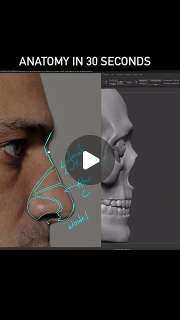 Ryan Kingslien on Instagram: "The nose is easy but…

The nose is easy but you have to know the landmarks. 

In this excerpt I blast through about 30 minutes of lectures demoing how to build the nose for Anatomy 2.0. 

I can give you a few important pointers here:

1. Make sure you know the Disney princess nose… that is the line I draw through the nostril & alar cartridge.  It separates the bottom of the nose from the side and top.

2. Make sure you know the Tip Defining Point & the Facet. 

One of the great things about digital sculpting is how easy it makes teaching these things.  In this lesson we build a basic form, get all the planes set and then use Extraction to pull our forms from it.

Easy presey…

Model is the amazing @andrea.morani_lifemodel 

#Pixologic #3d #Art #3dArt #3dArtist Nose From The Side, Nose Anatomy, Digital Sculpting, Digital Sculpture, Sculpting Clay, 3d Artist, Zbrush, 3d Art, 30 Minutes