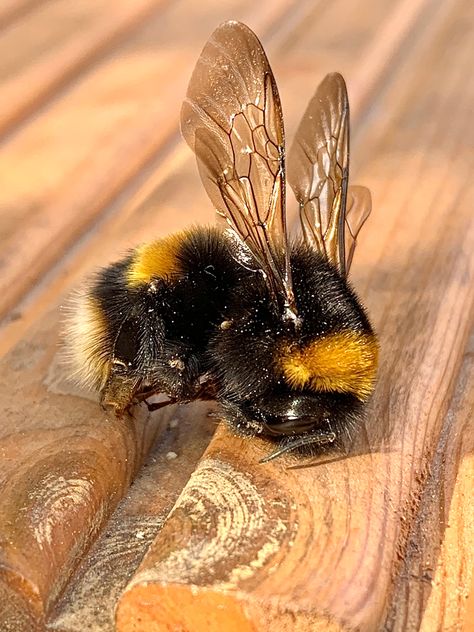 Amazing detailed photo of a bumble bee showing gorgeous wing patterns Bumble Bee Wings, Bee Utiful, Bee Wings, Wings Art, Bee Art, Botanical Painting, Creature Feature, Painting Tips, Butterfly Wings