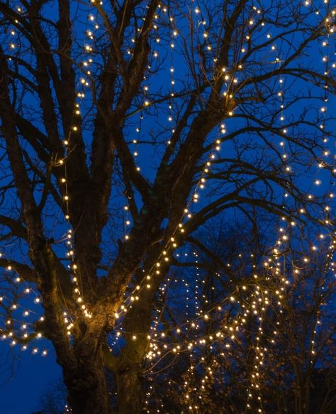 How To Put Fairy Lights On A Tree | An Easy Guide For Beginners Outside Tree Lights, Lights On Trees Outside, Outdoor Tree Lights, Hanging Tree Lights, Outdoor Tree Lighting, Fairy Lights In Trees, Battery Operated String Lights, Hanging String Lights, Tree House Diy