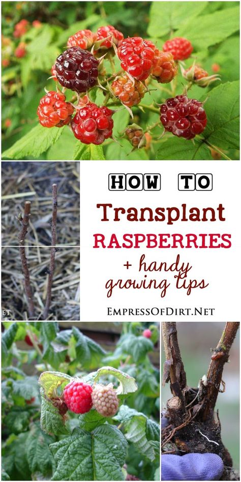 Plant Growing Tips, Orchard Ideas, Raspberry Canes, Fruit Growing, Raspberry Bush, Growing Raspberries, Raspberry Plants, Fruit Bushes, Hydroponic Farming