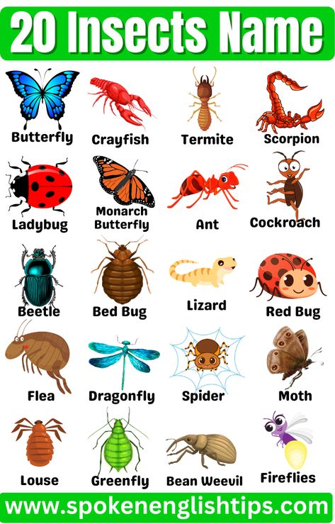 Butterfly Names, List Of Insects, Insect Images, Insects For Kids, Alphabet Wall Cards, Insects Names, Animals Name In English, Ant Insect, Types Of Bugs