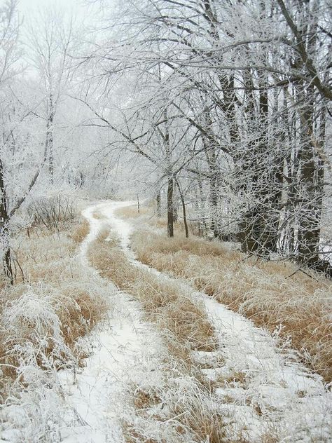 winter path Snowy Forest, Winter's Tale, Winter Scenery, Winter Magic, Winter Beauty, Snow Scenes, Winter Wonder, Winter Photography, Winter Landscape