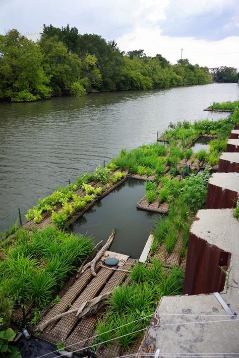 Water Features Landscape Architecture, Floating Vegetable Garden, River Landscape Design, Floating Wetland, Wetland Garden, Wetland Design, River Restoration, Habitat Restoration, Floating Gardens