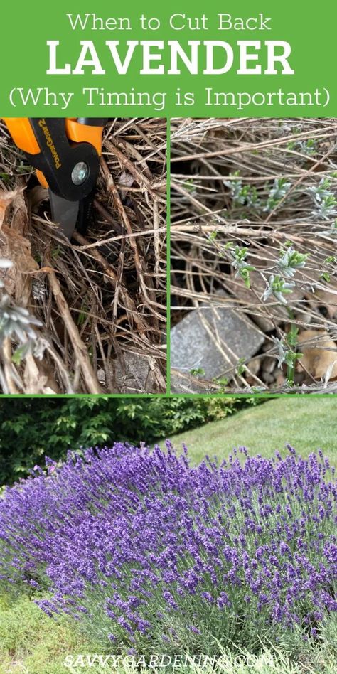 English Lavender Plant, Lavender Plant Care, Garden Redesign, Harvesting Lavender, Herbs Medicine, How To Propagate Lavender, Drying Fresh Herbs, Grow Lavender, Lavender Hedge