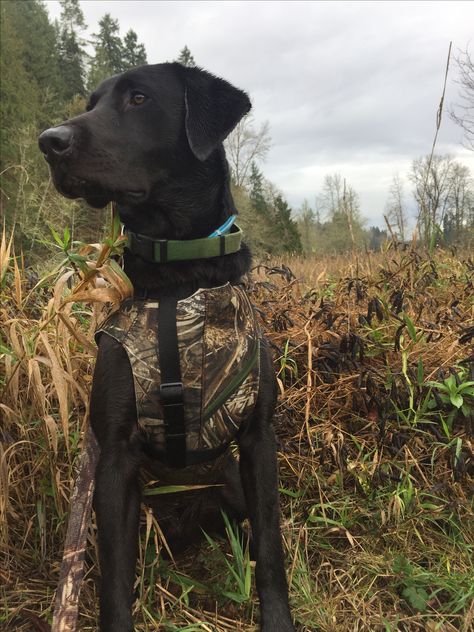 Black lab. Duck hunting. Gun dog Duck Hunting Dogs, Country Pictures, Cute Dog Photos, Lab Dogs, Labrador Retrievers, Bird Dogs, Fishing Life, Duck Hunting, Black Lab