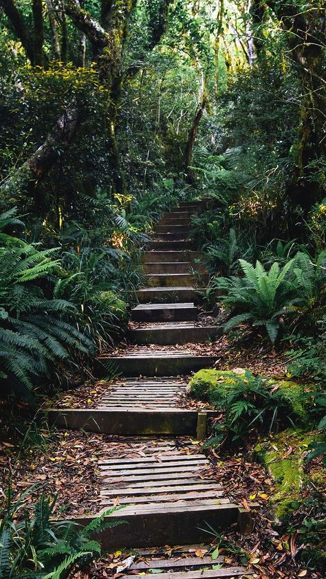 Jungle Pathway, Mobile Wallpaper Nature, Iphone Wallpaper Nature, Forest Wallpaper Iphone, Jungle Pictures, Jungle Images, Forest Mobile, Perjalanan Kota, Wallpaper Tropical