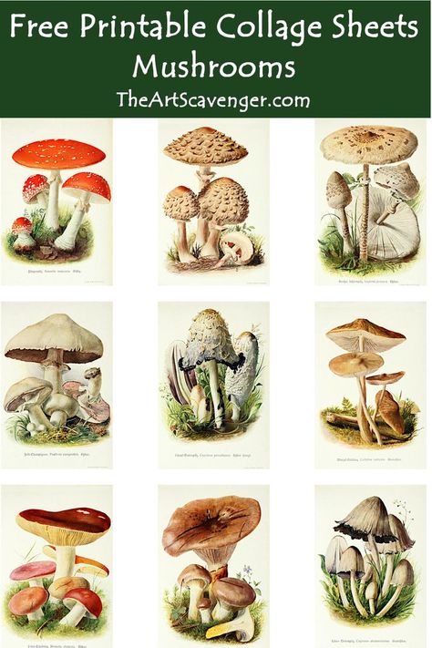 Free Mushroom Collage Sheet Printables for Art Journaling, Junk Journaling, Bullet Journaling, Collage, ATCs, Scrapbooking, Mixed Media, etc. Free Junk Journal Printables, Mushroom Collage, Free Junk Journal, Journal Printables Free, Free Paper Printables, Junk Journal Printables, Disney Big Hero 6, Journaling Collage, Mushroom Images