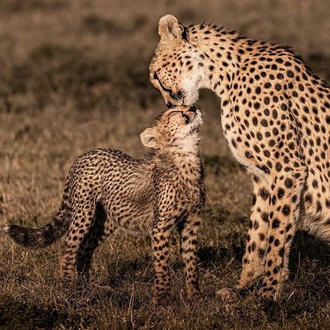 Cheetah With Cubs, Cheetah Cubs, Cats 101, Ash Gray, Cheetahs, Silly Animals, Beautiful Animals, Art References, Photo Reference