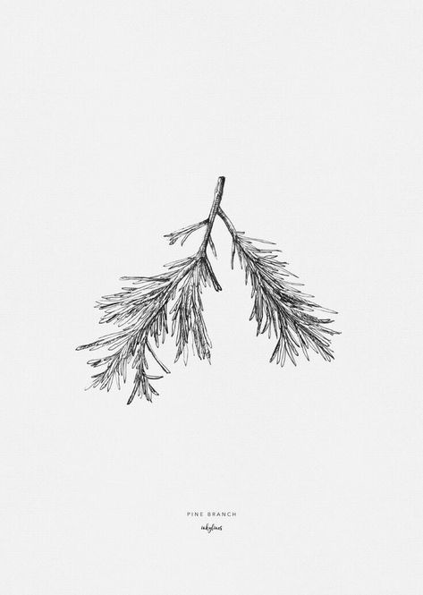 Pine Tattoo, Tree Branch Tattoo, Pine Tree Branch, Branch Drawing, Christmas Tree Drawing, Branch Tattoo, Muster Tattoos, Pine Branch, Tree Illustration