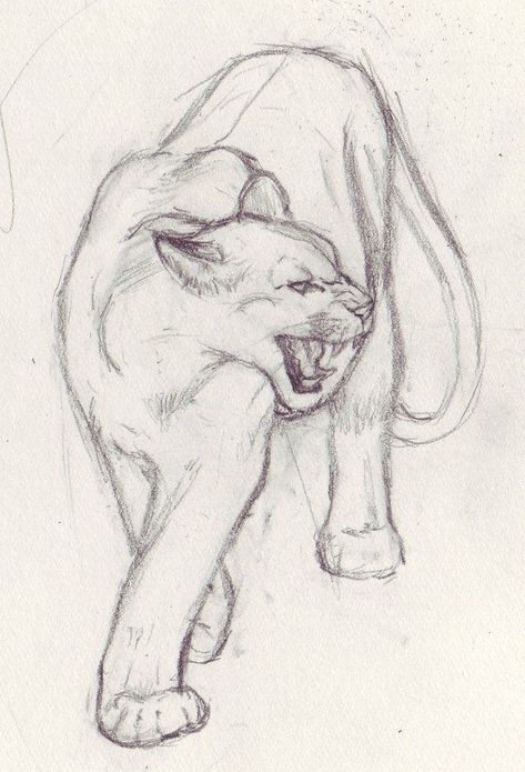 Drawing Ideas Lion, Big Cat Drawing, Sketch Lion, Lion Sketch, Animal Drawings Sketches, Sketchbook Drawings, Art Tools Drawing, Easy Drawings Sketches, Arte Inspo