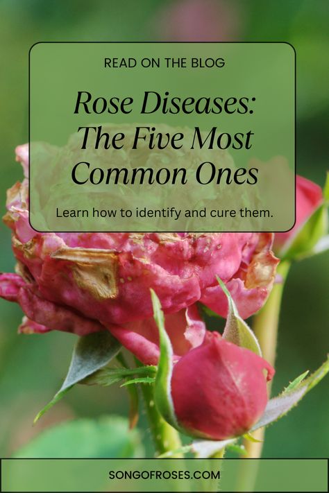 Rose Diseases Leaves, Roses Garden Care, Rose Bush Care, Rose Diseases, Rose Companion Plants, Diseases Pictures, Rose Plant Care, Drift Roses, Rooting Roses