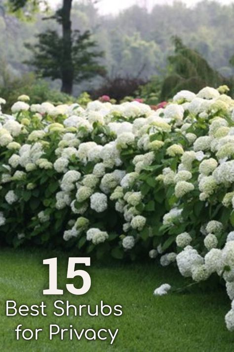 Design your garden for privacy using shrubs as hedging or screening. #gardening #hydrangeas #privacy #hedges Gardening For Privacy, Zone 6 Privacy Plants, English Garden Hedges, Hydrangea Border Hedges, Privacy Shrubs Front Yard, Best Trees And Shrubs For Privacy, Trees And Shrubs For Privacy, Front Privacy Landscaping, Front Lawn Hedge Ideas