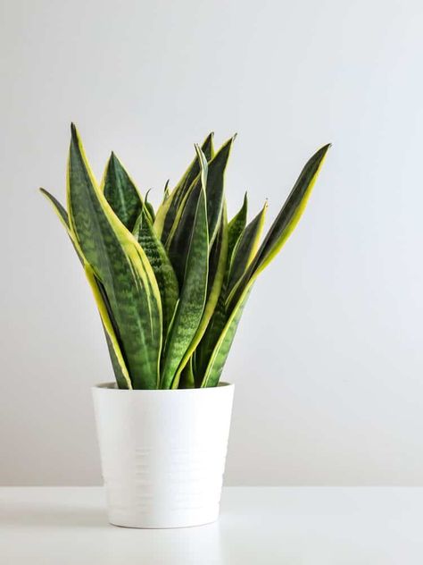 How to Deal with Mold on Snake Plants: Sansevieria in a White Pot Hawthorn Tree, Sansevieria Plant, Plant Care Tips, Yucca Plant, Snake Plants, Gardening Gear, Holly Tree, Crabapple Tree, Fiddle Leaf Fig Tree