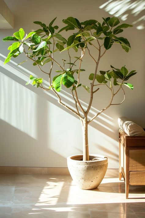 15 Best Indoor Plants That'll Give You An Instant Green Thumb Statement Indoor Plants, Large Indoor Plants Decor, Wabi Sabi Indoor Plants, Easy Indoor Trees House Plants, Best Indoor Trees Houseplant, Japanese Indoor Plants, Best Indoor Plants For Beginners, Interior Design Hacks, Indoor Plants For Beginners