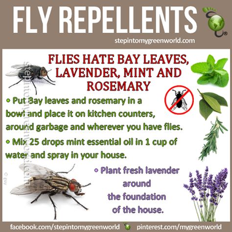 Natural Fly Repellent Recipe - Flies don't like Bay leaves, Lavender, Mint and Rosemary.  Put bay leaves and rosemary in a bowl and place it on kitchen counters, around garbage.  Plant fresh lavender around foundation of the house.  Mix 25 drops mint essential oil in 1 cup of water and spray in your house. Natural Fly Repellant, Get Rid Of Flies, Ant Killer, Diy Pest Control, Bug Control, Bees And Wasps, Fly Repellant, Natural Pest Control, Bug Repellent