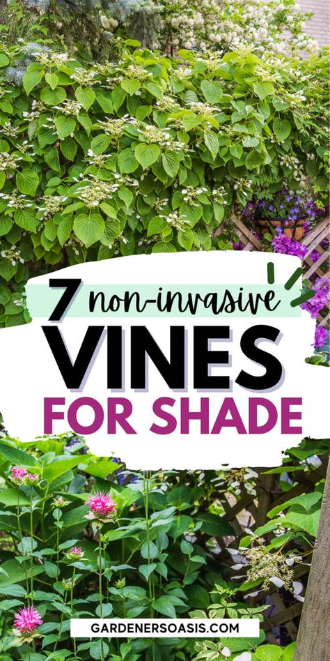 GREAT list of perennial flowering vines that thrive in the shade. When I needed to hide my neighbor's shed from view in my shady backyard garden landscaping, I had a tough time finding vines that were non-invasive and looked good. This list of perennial shade vines has some really pretty plants that won't take over your yard. Climbing Shade Plants, Shade Vines, Vines For Shade, Climbing Plants Fence, Shade Trellis, Shady Backyard, Perennial Flowering Vines, Plants That Love Shade, Climbing Plants Trellis