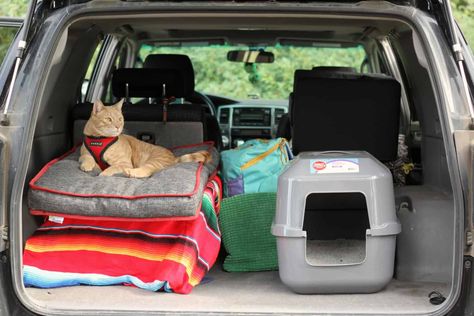 Traveling With Cats In Car, Traveling With Cats In Car Road Trips, Road Trip With Cat, Travel With Cat, Cat In Car, Travel Cat, Camping With Cats, Cat Care Tips, Cat Travel