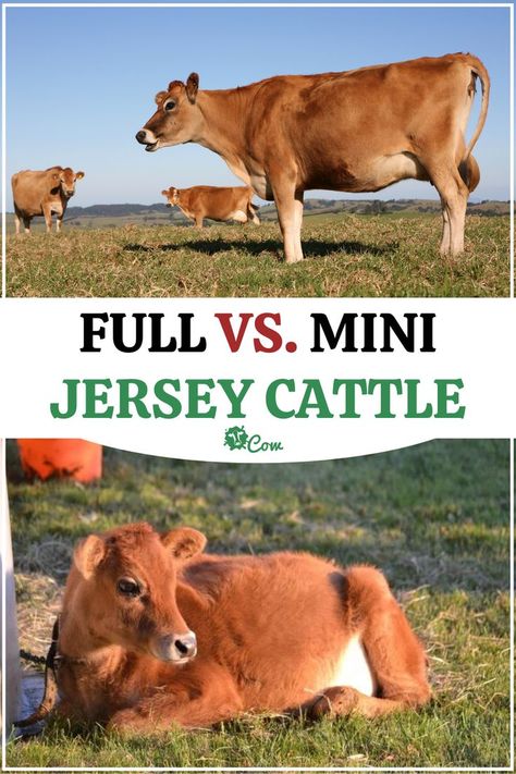 Mini Cow Breeds, Jersey Milk Cow, Miniature Dairy Cows, Mini Jersey Milk Cow, Miniature Jersey Cow, Mini Jersey Cow, Mini Cow Barn, Miniture Cows, Homesteading Goals