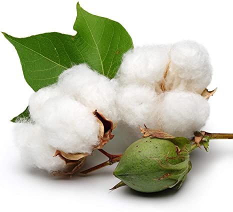 White Cotton 25 Seeds - Gossypium Hirsutum Cotton Plant, Easy Grow Perennial Shrub Upland Cotton, Winter Hardy Showy Flowers Plants, Mexican Cotton Seeds for Growing Growing Cotton, Cotton Boll, Perennial Shrubs, Cotton Plant, Cotton Swabs, Cotton Buds, Flowers Perennials, Beach Blanket, Planting Seeds