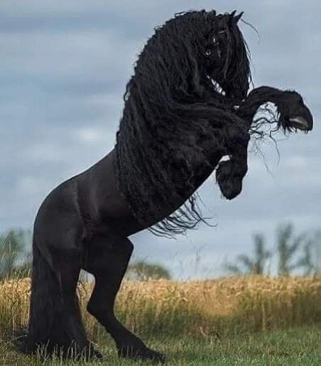 Beautiful Horses Wild, Friesian Stallion, Rare Horses, Beautiful Horses Photography, Horse Wallpaper, Horse Aesthetic, Black Horses, Most Beautiful Horses, Friesian Horse