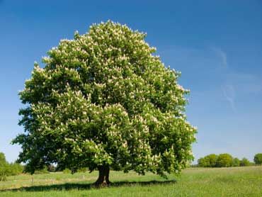 Ohio Buckeye - State Tree of Ohio Ohio Buckeye Tree, Sweet Chestnut Tree, Chinese Chestnut, Buckeye Tree, Horse Chestnut Trees, Trees For Front Yard, Chestnut Tree, Sweet Chestnut, Chestnut Trees