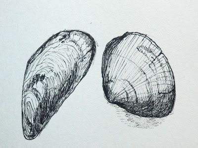 Mussel Tattoo, Muscle Shell Tattoo, Clam Sketch, Mussel Shell Tattoo, Clam Drawing, Mussels Drawing, Oyster Sketch, Clam Tattoo, Shell Ink Drawing