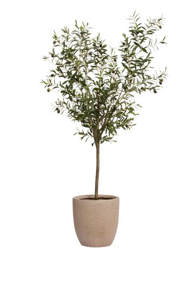 You searched for Olive tree - Lux-Art Silks Small Plant Aesthetic, Olive Tree Pot, Wabi Sabi Plants, Olive Trees In Pots, Indoor Olive Tree, Pearl House, Estilo Japandi, Potted Olive Tree, Olive Plant