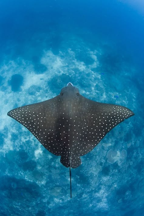 Underwater Film, Sea Life Creatures, Fauna Marina, Amazing Animal Pictures, Raja Ampat, Underwater Sea, Underwater Animals, Beautiful Sea Creatures, Water Animals