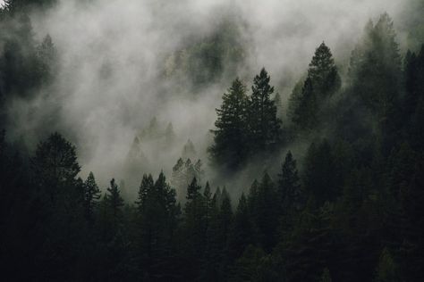 Fog Photography, Dark Green Wallpaper, Foggy Mountains, Pine Trees Forest, Aesthetic Flower, Foggy Forest, Misty Forest, Forest Pictures, Forest Wallpaper