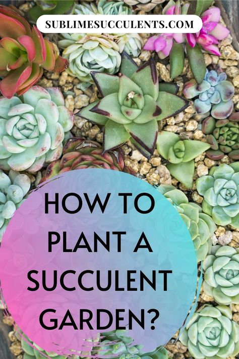 Putting together a succulent garden is a worthwhile project. Sublime Succulents is here to show you how it’s done. There are some choices to be made throughout the process. Don’t get stressed over making the right decision because no matter what you do you will be pleased with the results. We will show you how to design the garden. You will see the array of cactus that are available to choose for planting. Then we will take you through planting the succulents in optimal conditions. Read more... Multiplier Des Plantes Grasses, Succulents Ideas, Succulent Rock Garden, Succulent Garden Landscape, Succulent Landscape Design, Succulent Garden Design, Succulent Landscaping, Succulent Garden Diy, Garden Ideas Cheap